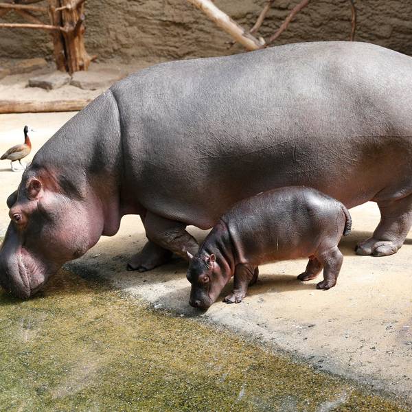 20190607_tb_Neugeborenes_Flusspferd_007