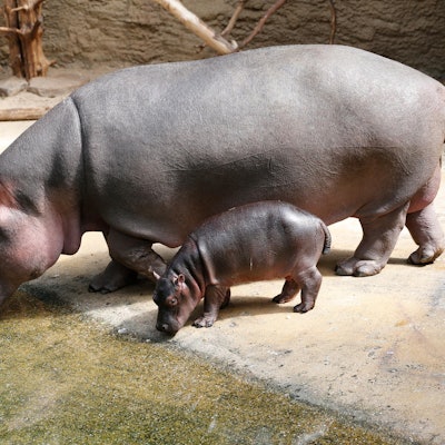 20190607_tb_Neugeborenes_Flusspferd_007