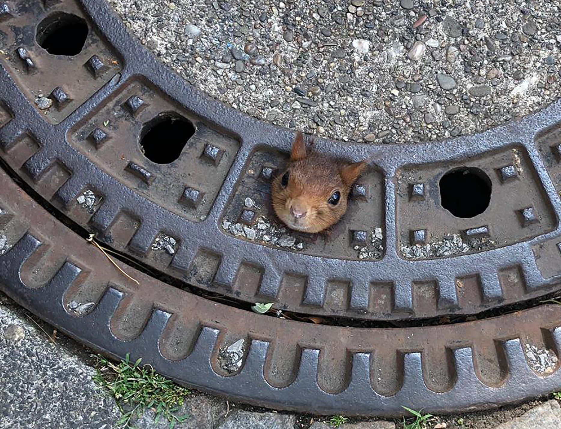 Eichhörnchen dpa neu