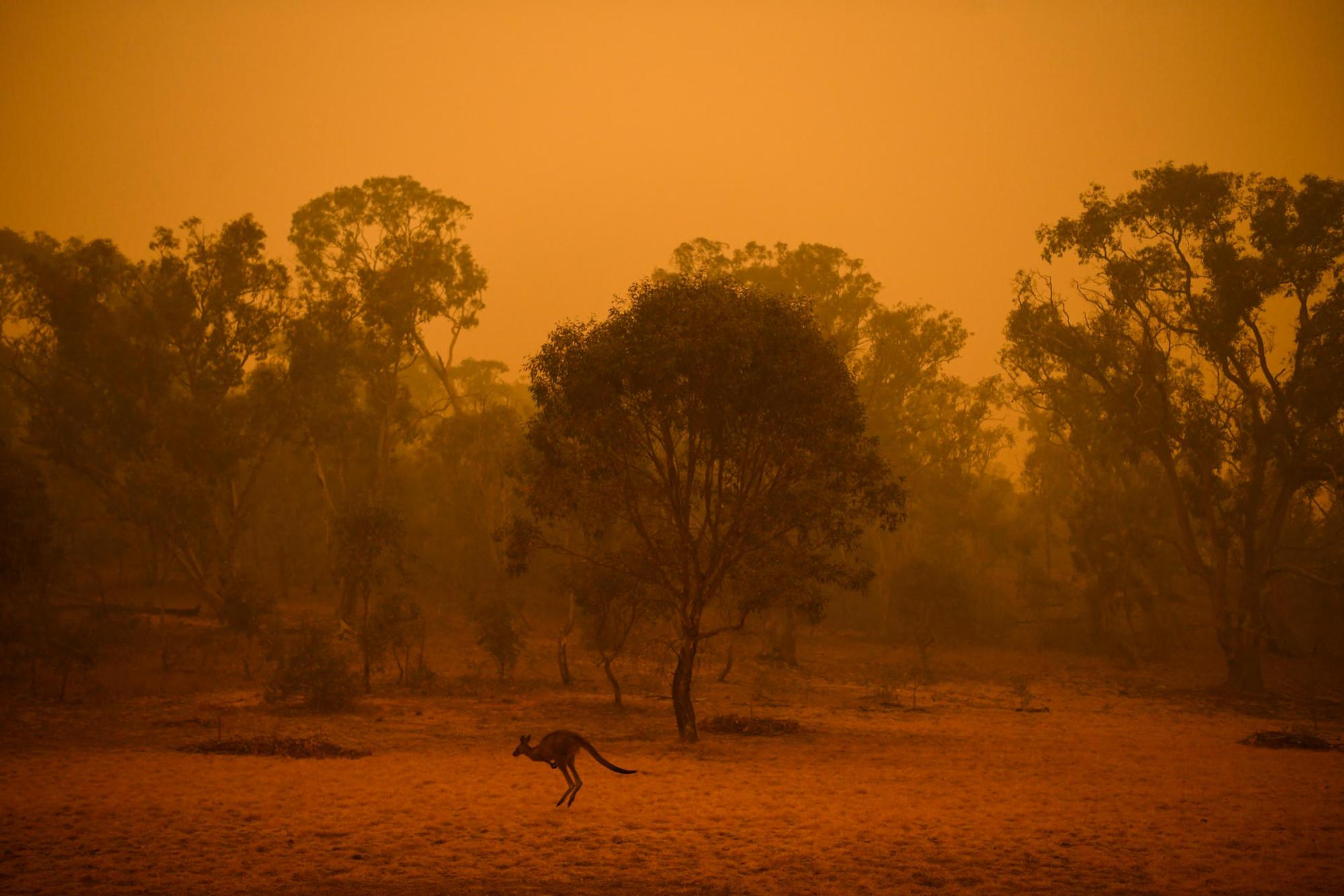 Feuer Australien