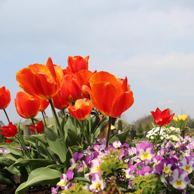 Bergheim_Friedhof_St._Remigius_(7)