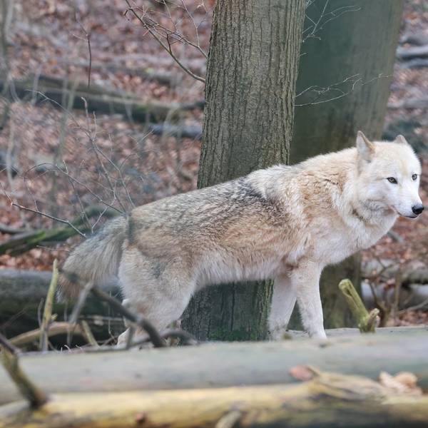 Wolf_Symbolbild