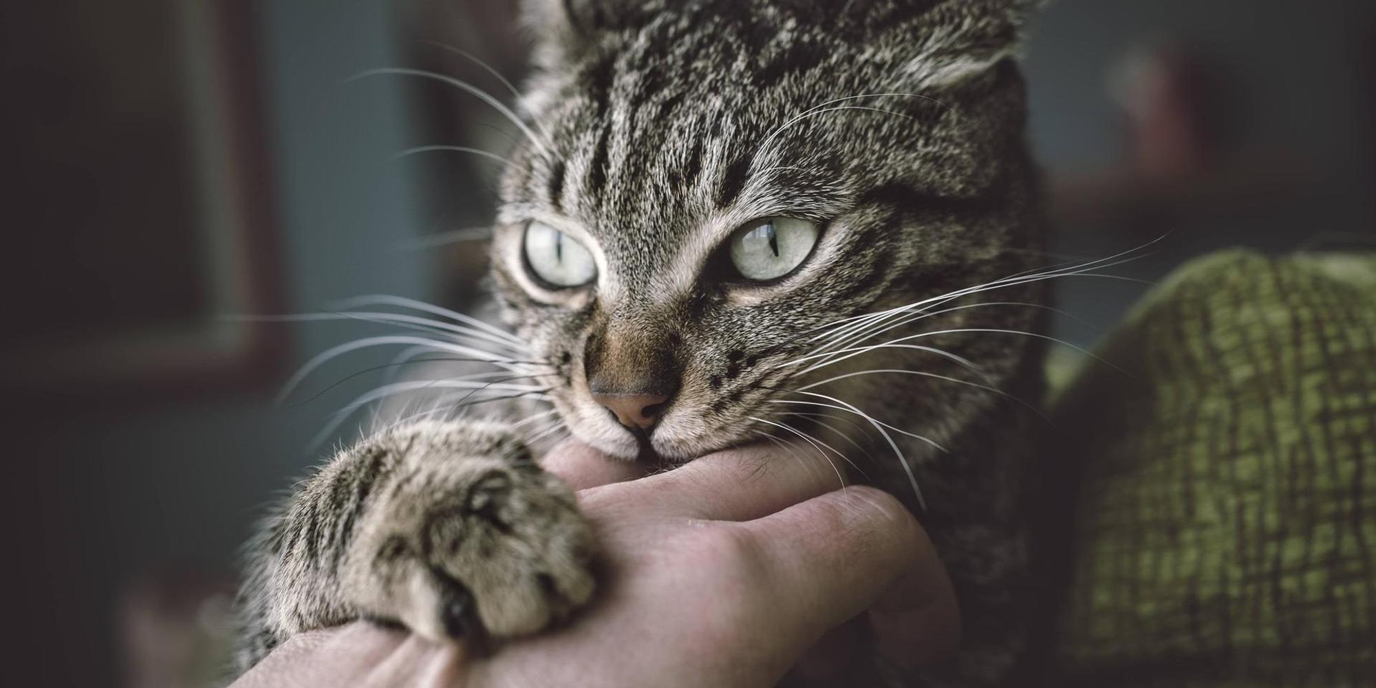 aggressive Katze