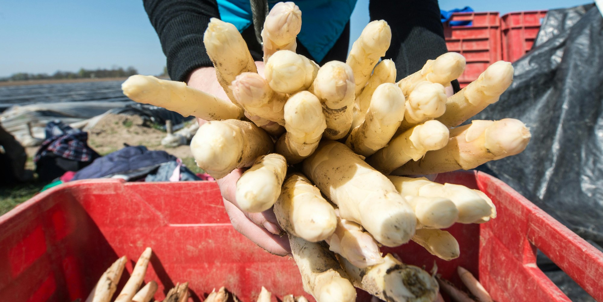 Spargel in der Kiste Ernte 11416