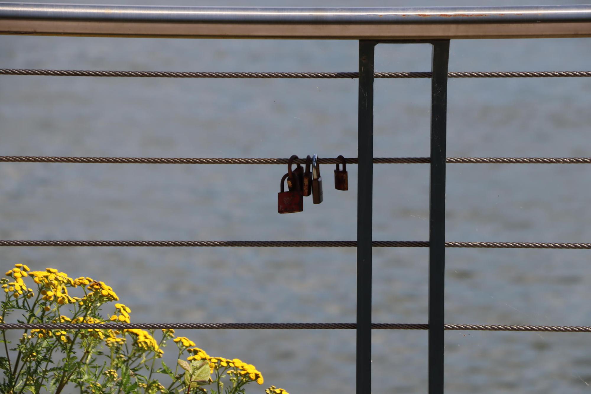Wes-Rheinschwan-Anlieger_002