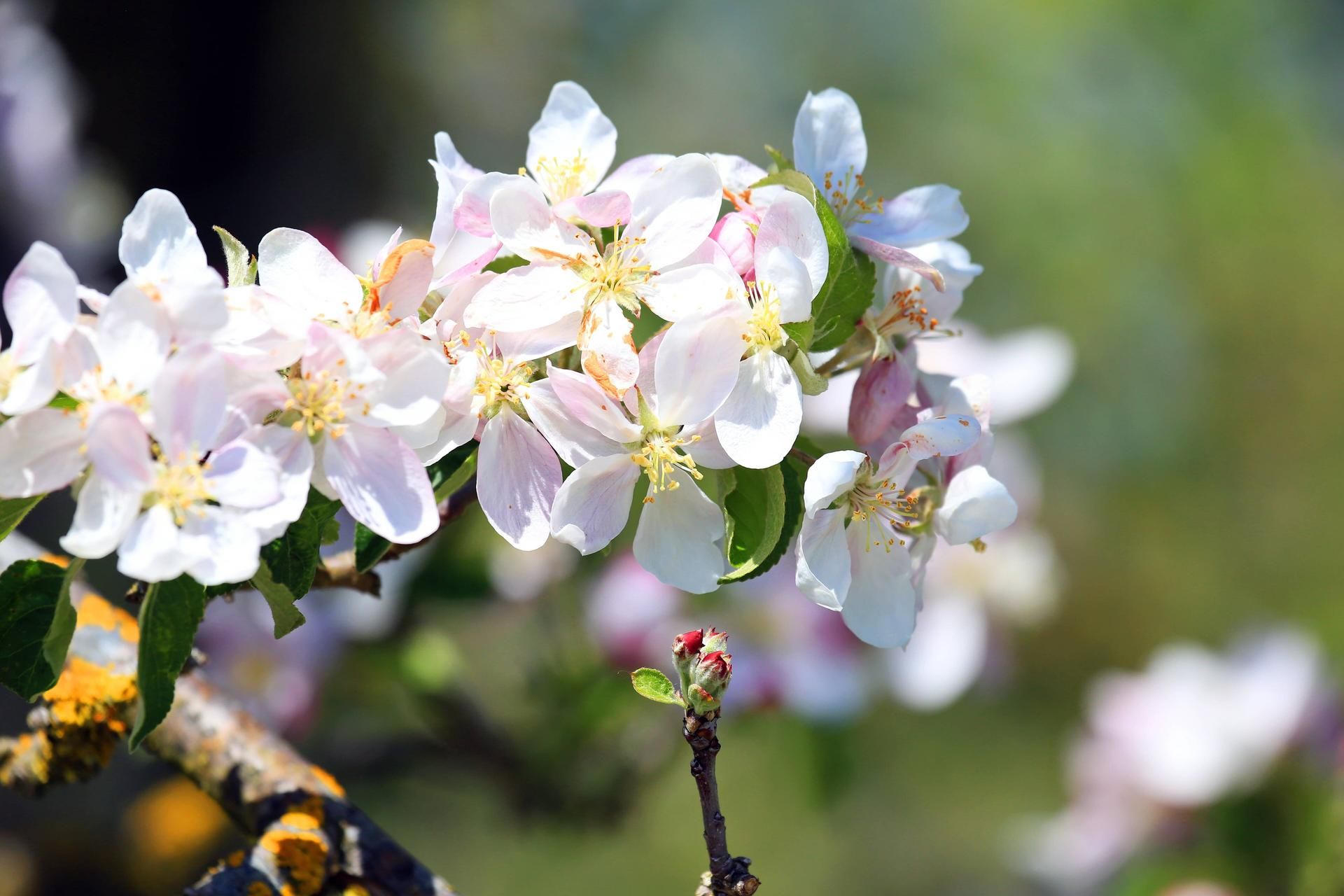 Apfelblüte