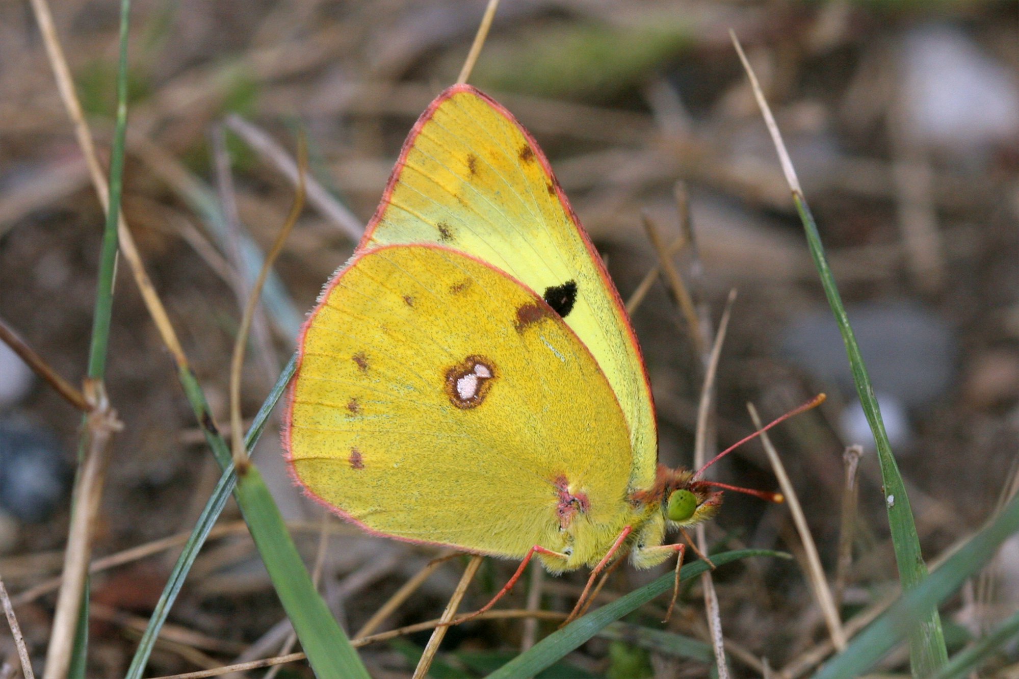 Goldene Acht Schmetterling dpa