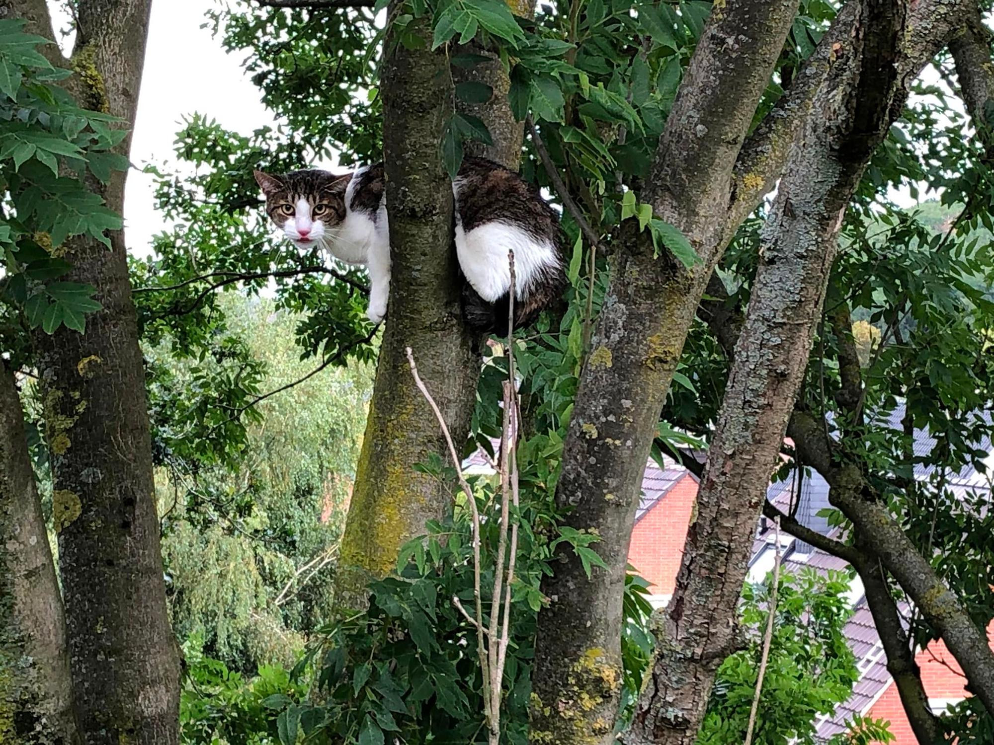 Feuerwehr_rettet_Kat_62583995