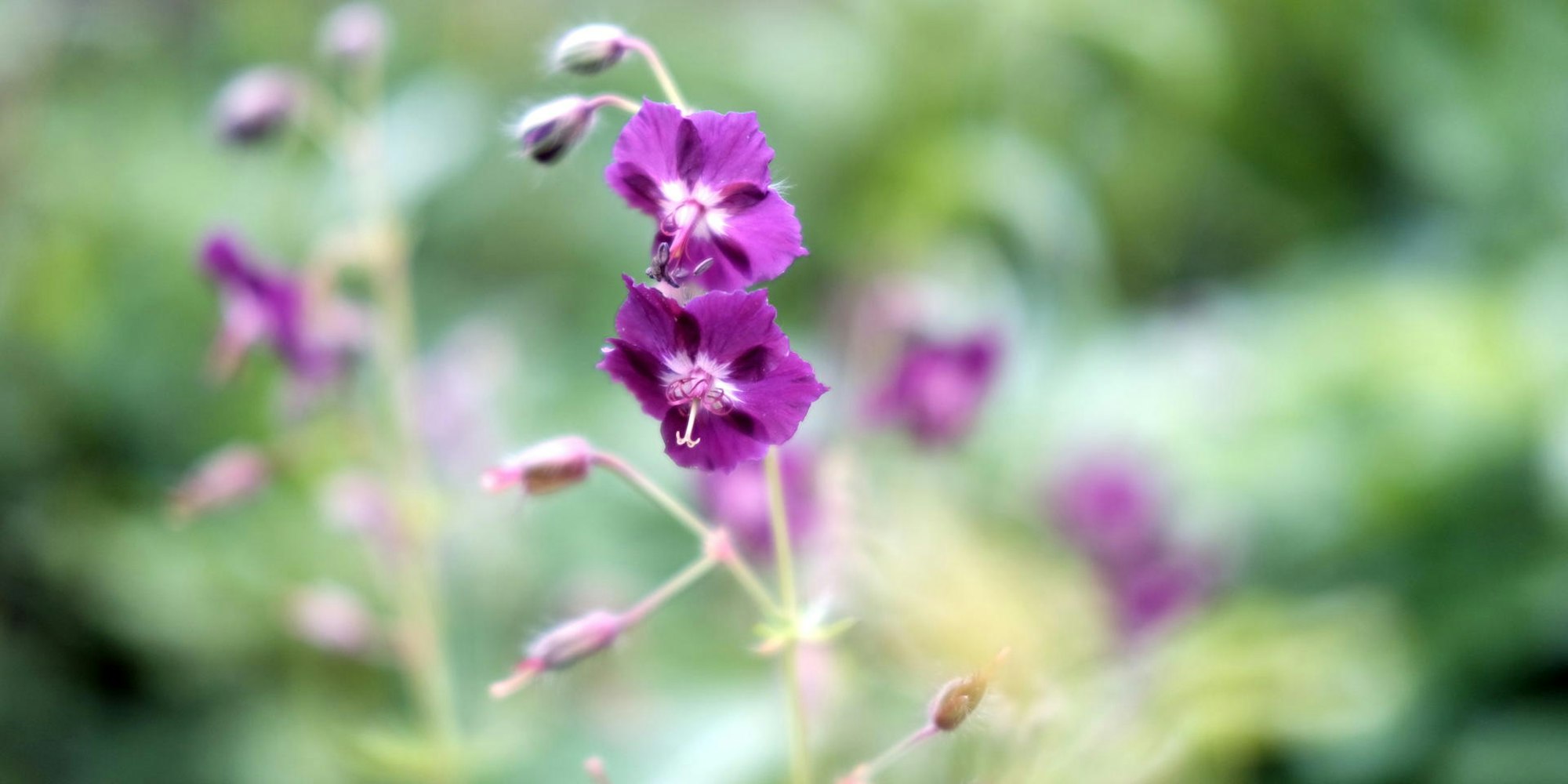 Storchenschnabel20190506max-garten04