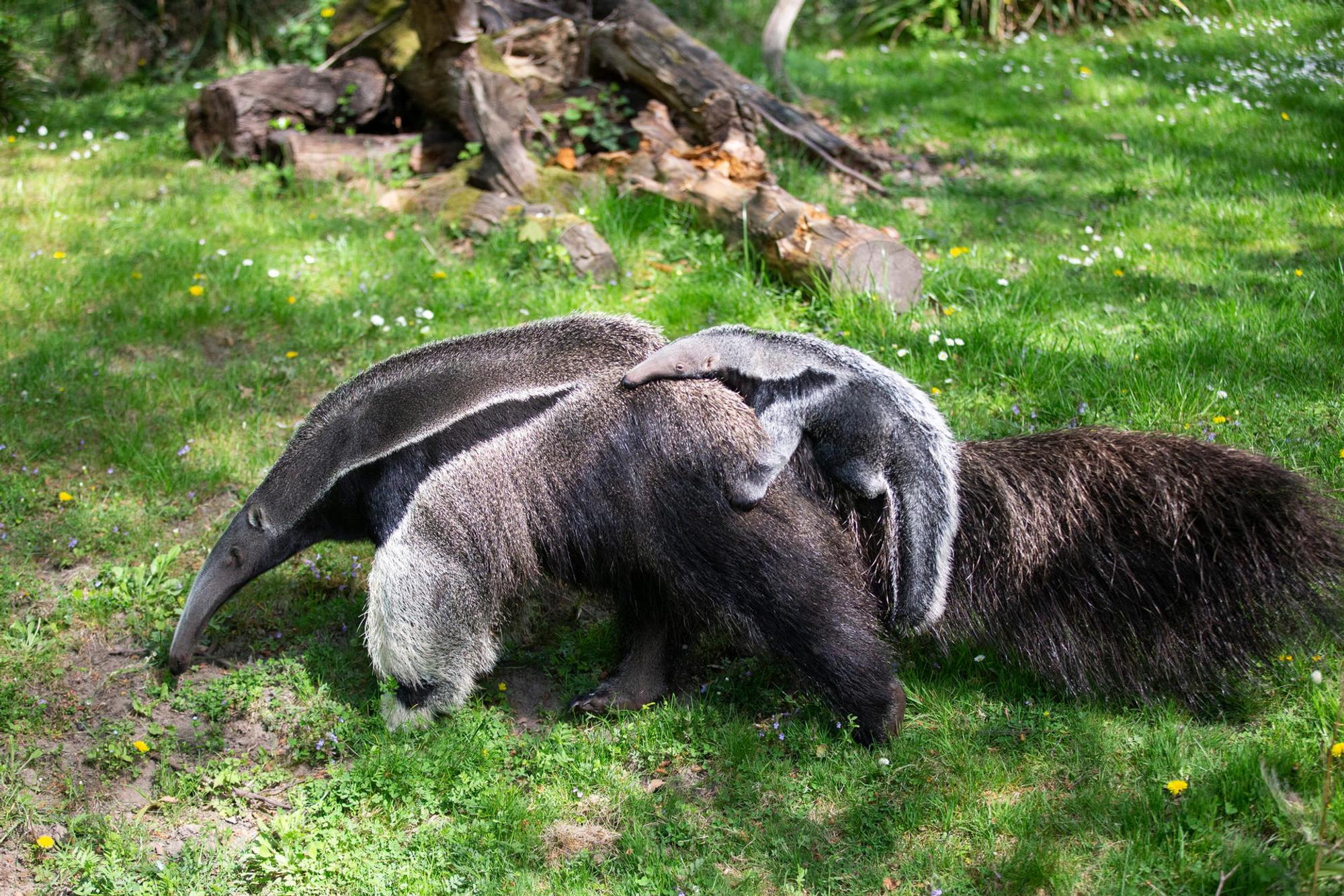 20220421_tb_Zoo_Ameisenbaer_004