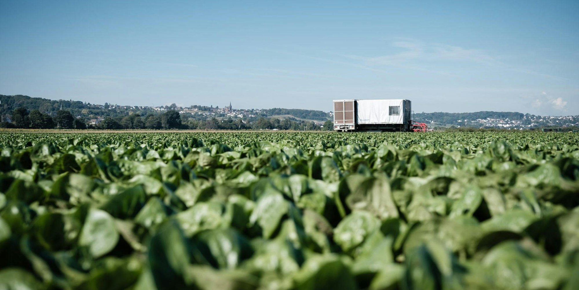 Obst und Gemüseanbau Schwarz in Dersdors