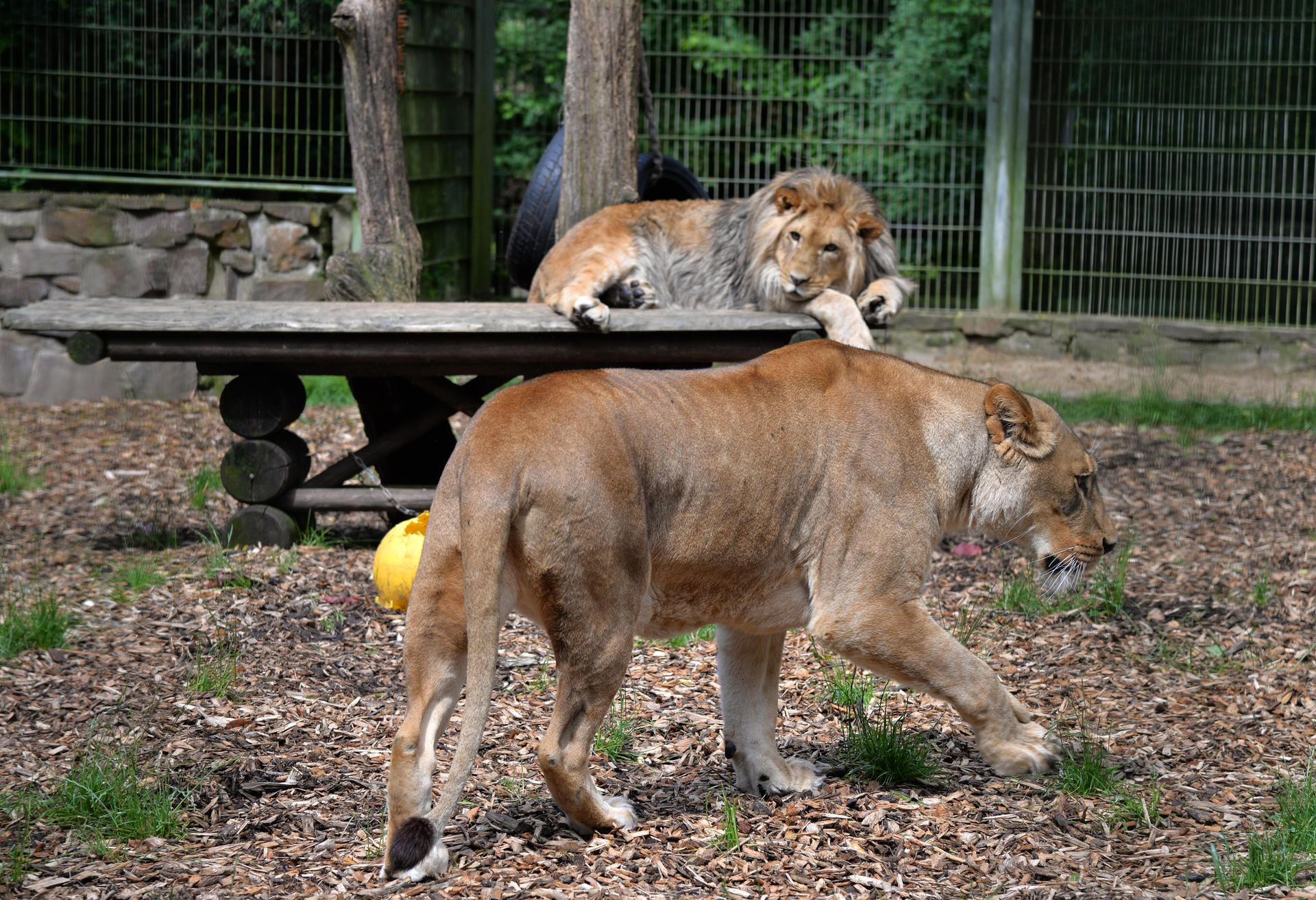 Loewen_im_Eifel_Zoo1