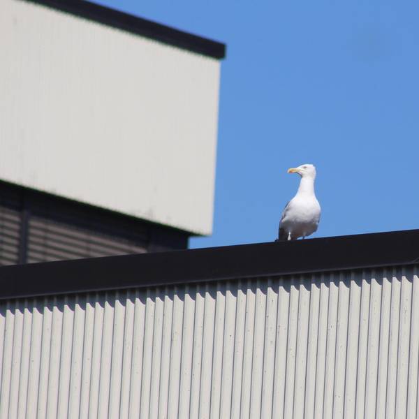 möwe amtsgericht