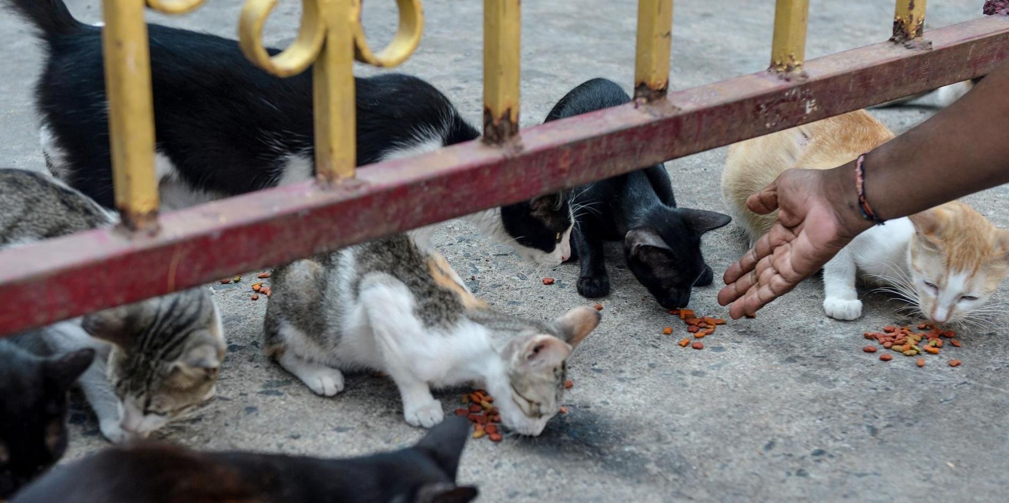 Katzen afp