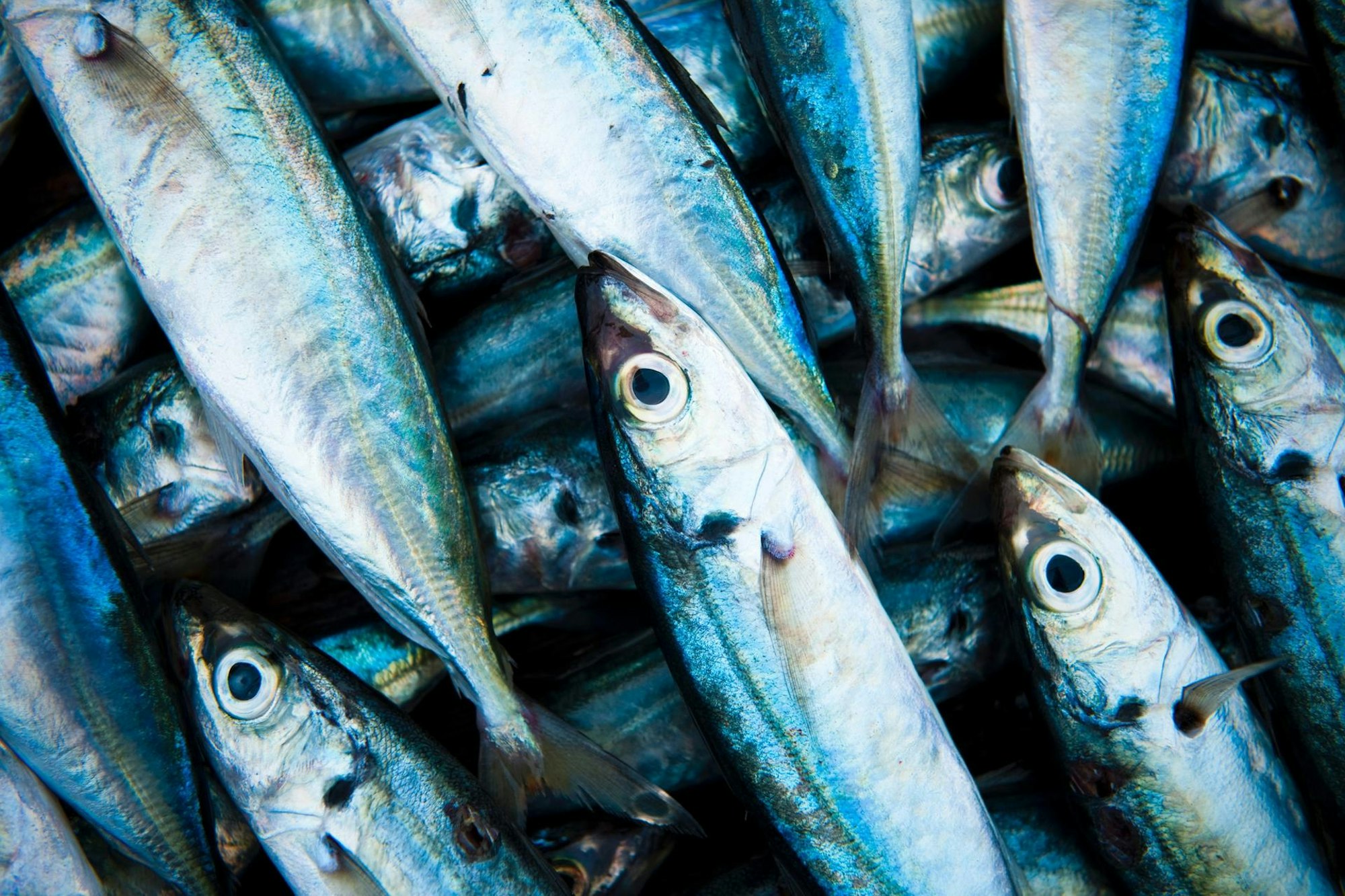 Makrele rawpixel-788526-unsplash (1)