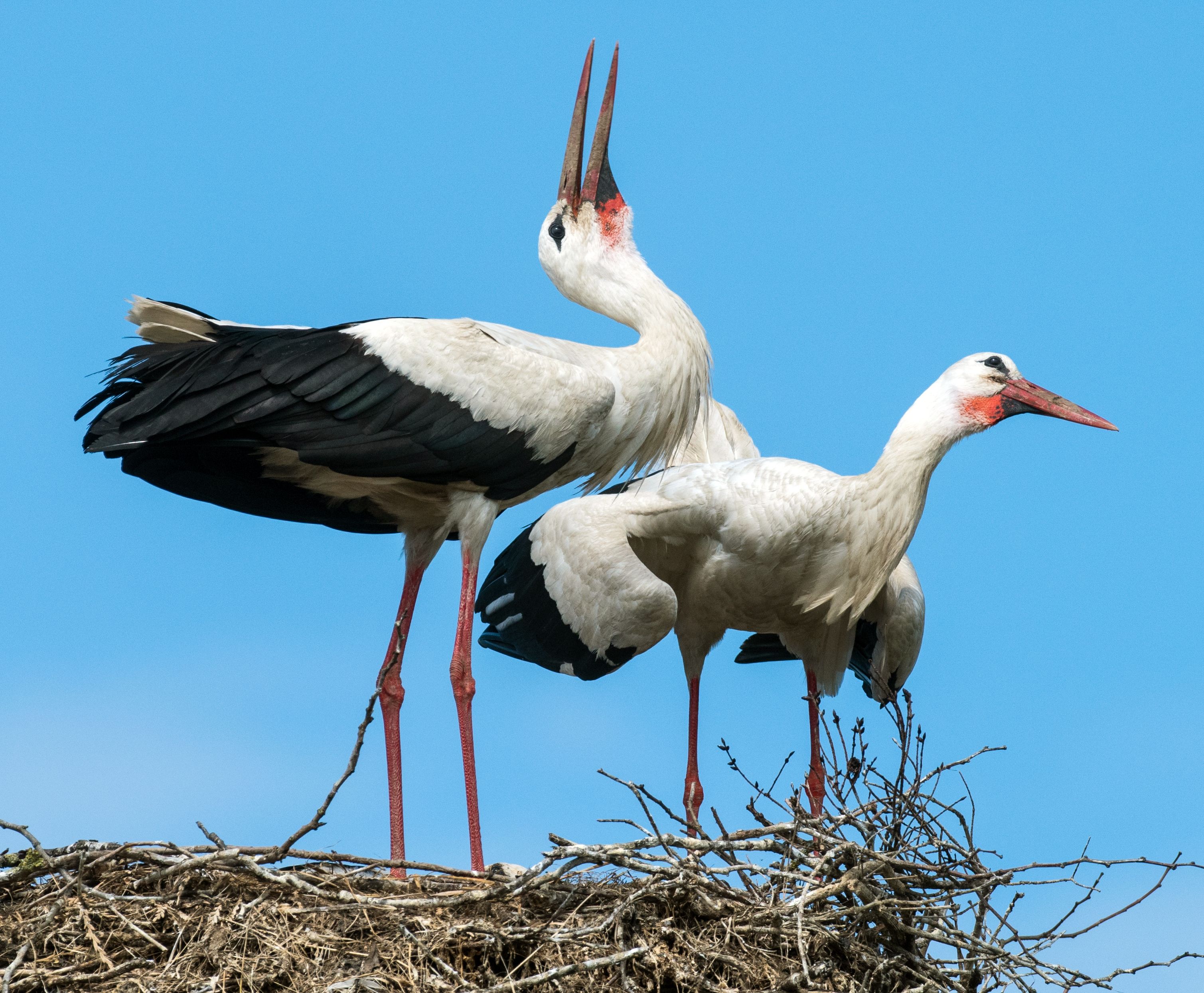 Storch im Nest