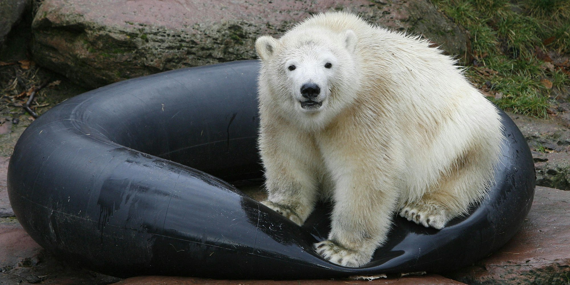 Eisbaer_Flocke_51432418