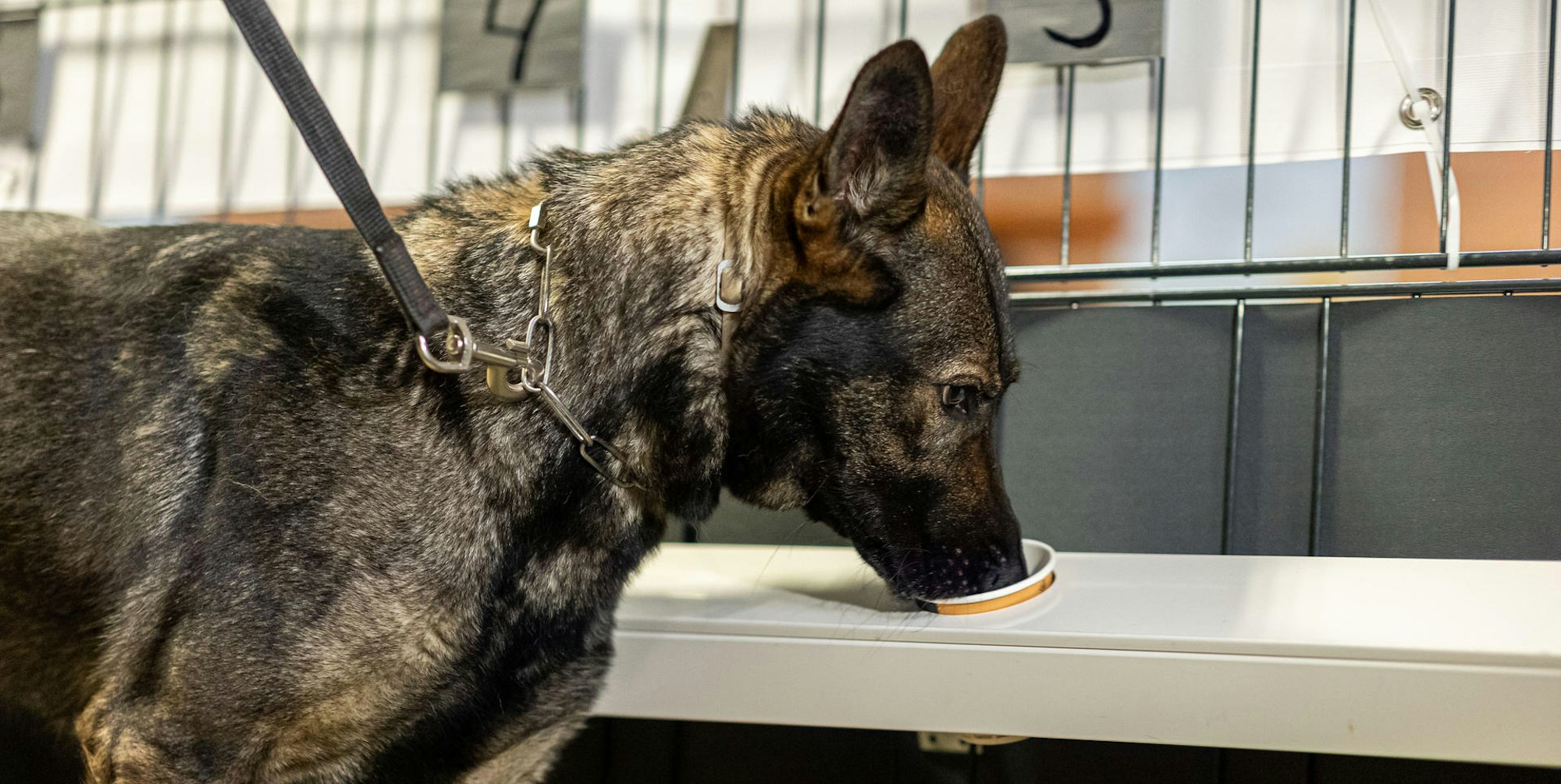 Corona_Spuerhund_71014334