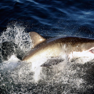 Weißer Hai Shark dpa