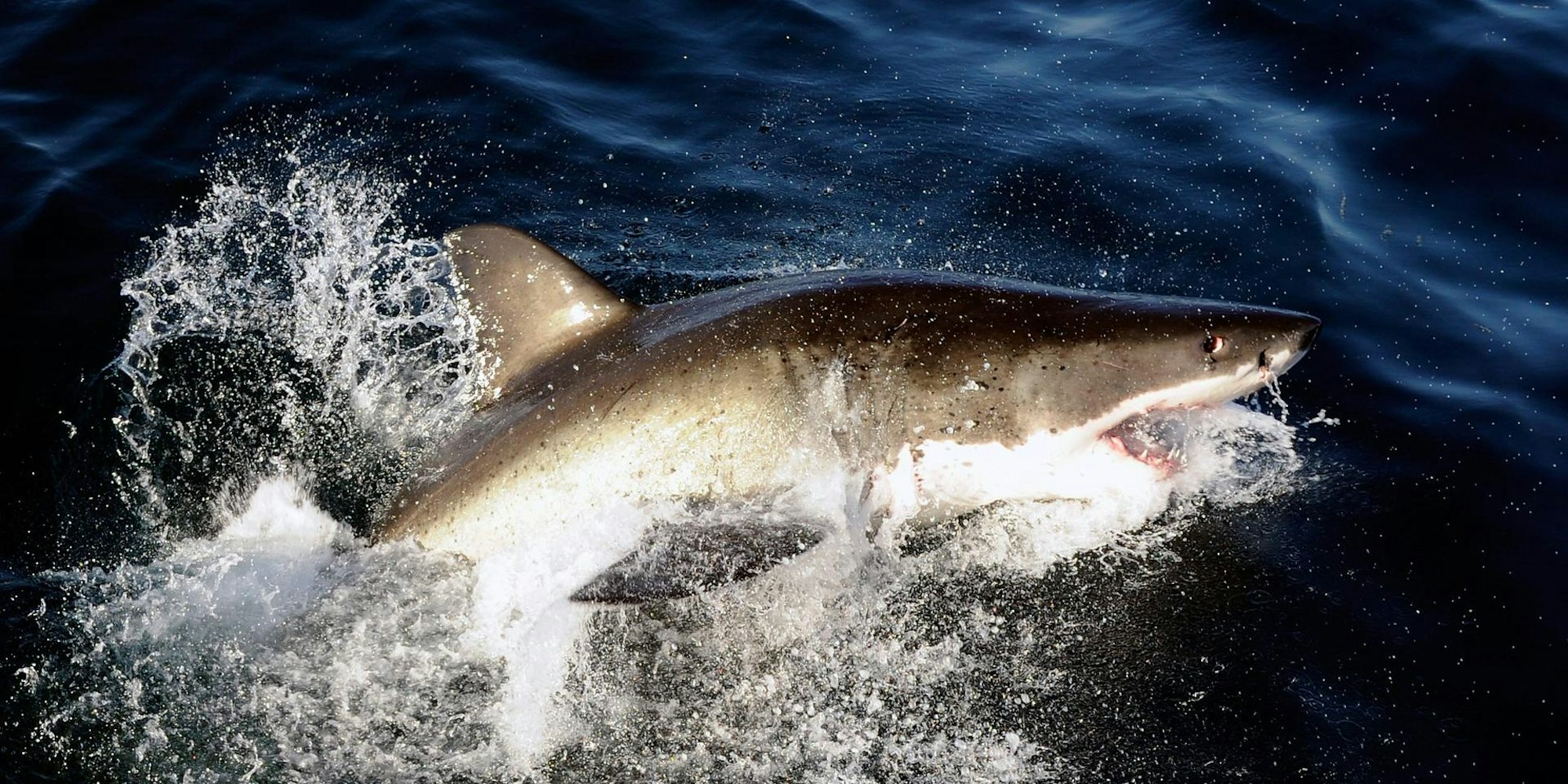 Weißer Hai Shark dpa