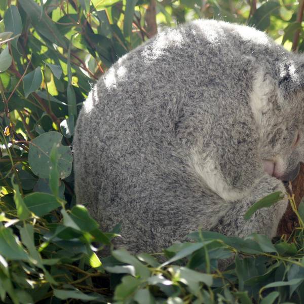 Schlafender Koala 110722