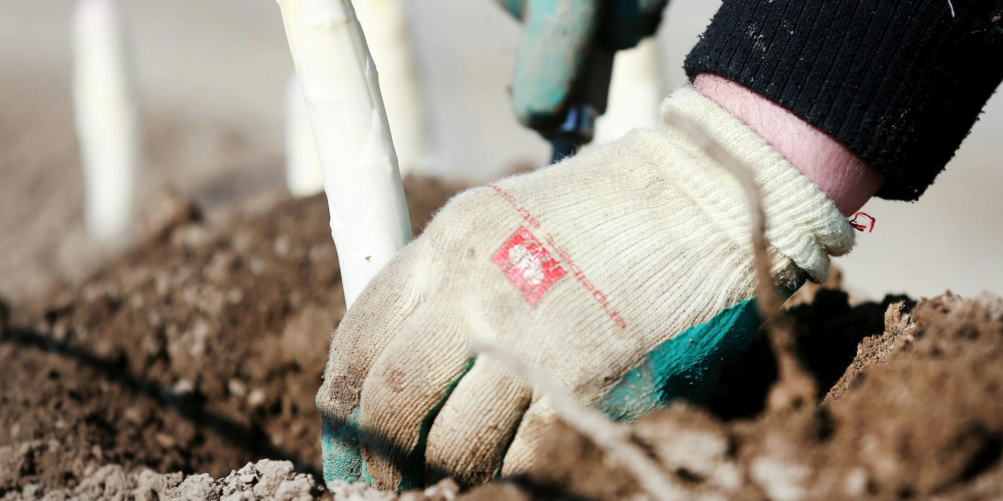 Spargelernte Arbeiter