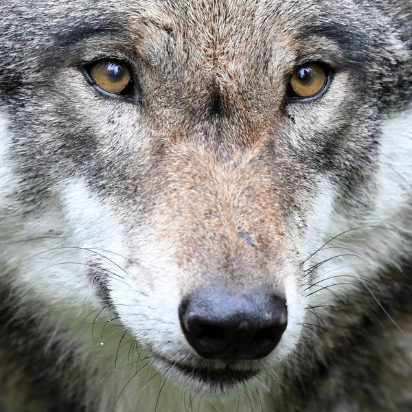Wolf