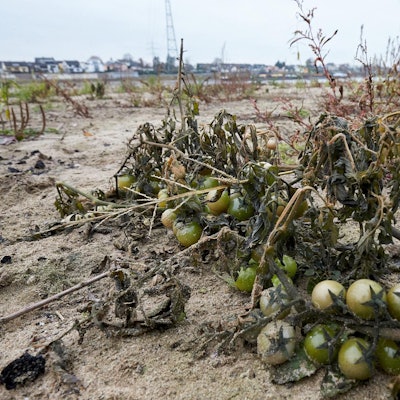 Klimawandel bringt wärmeliebendf