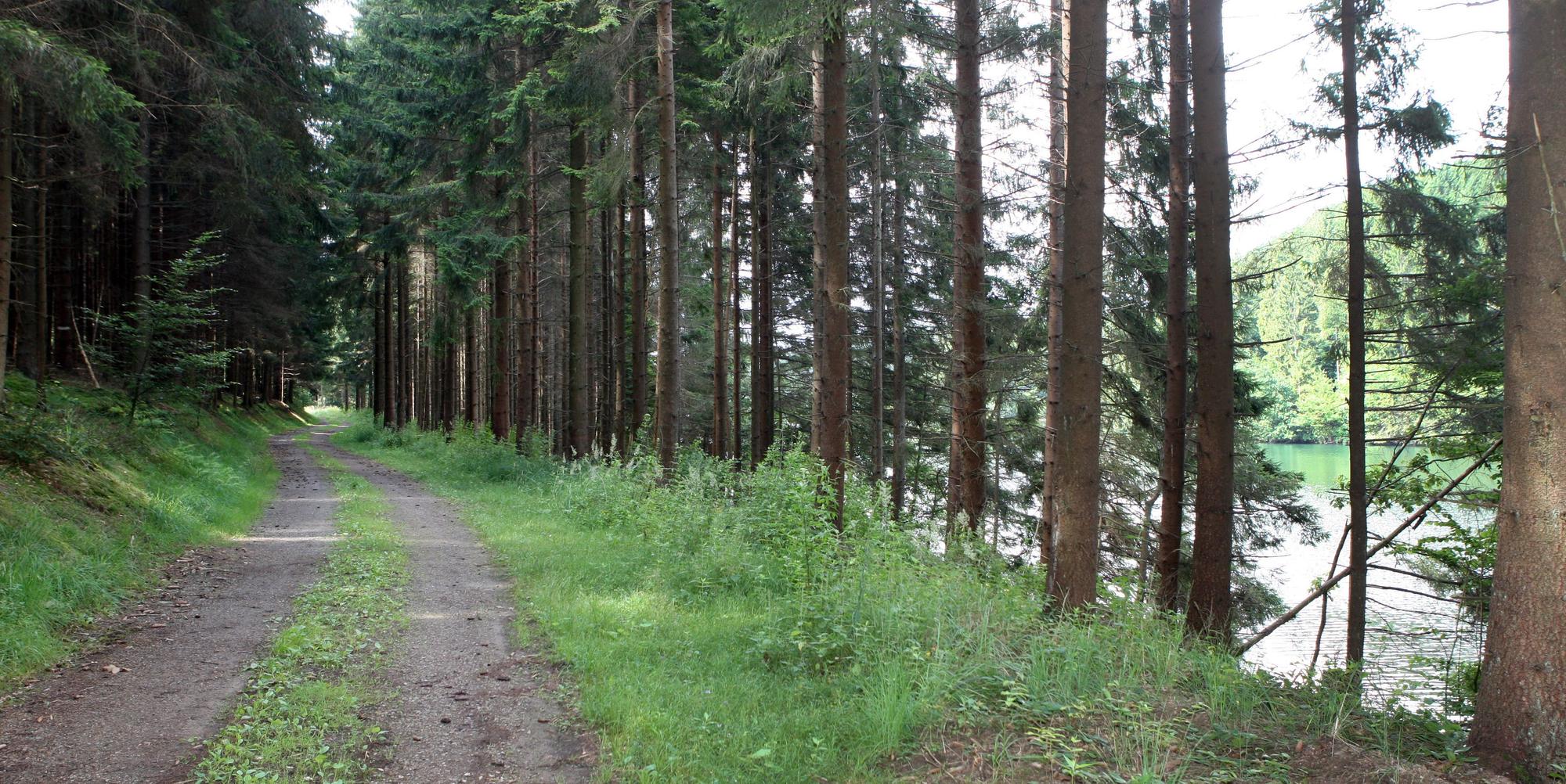 Kue_Wanderweg_Vorsperre_7367