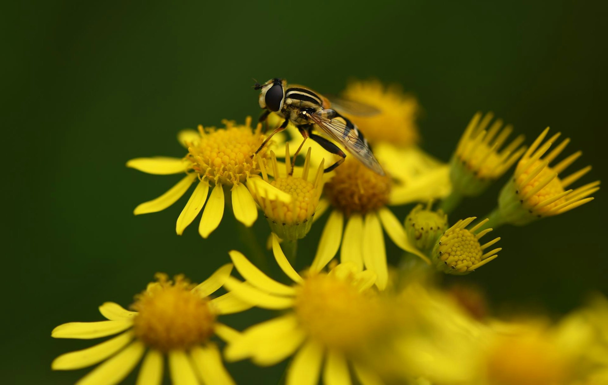 Blühendes Jakobskreuzkraut