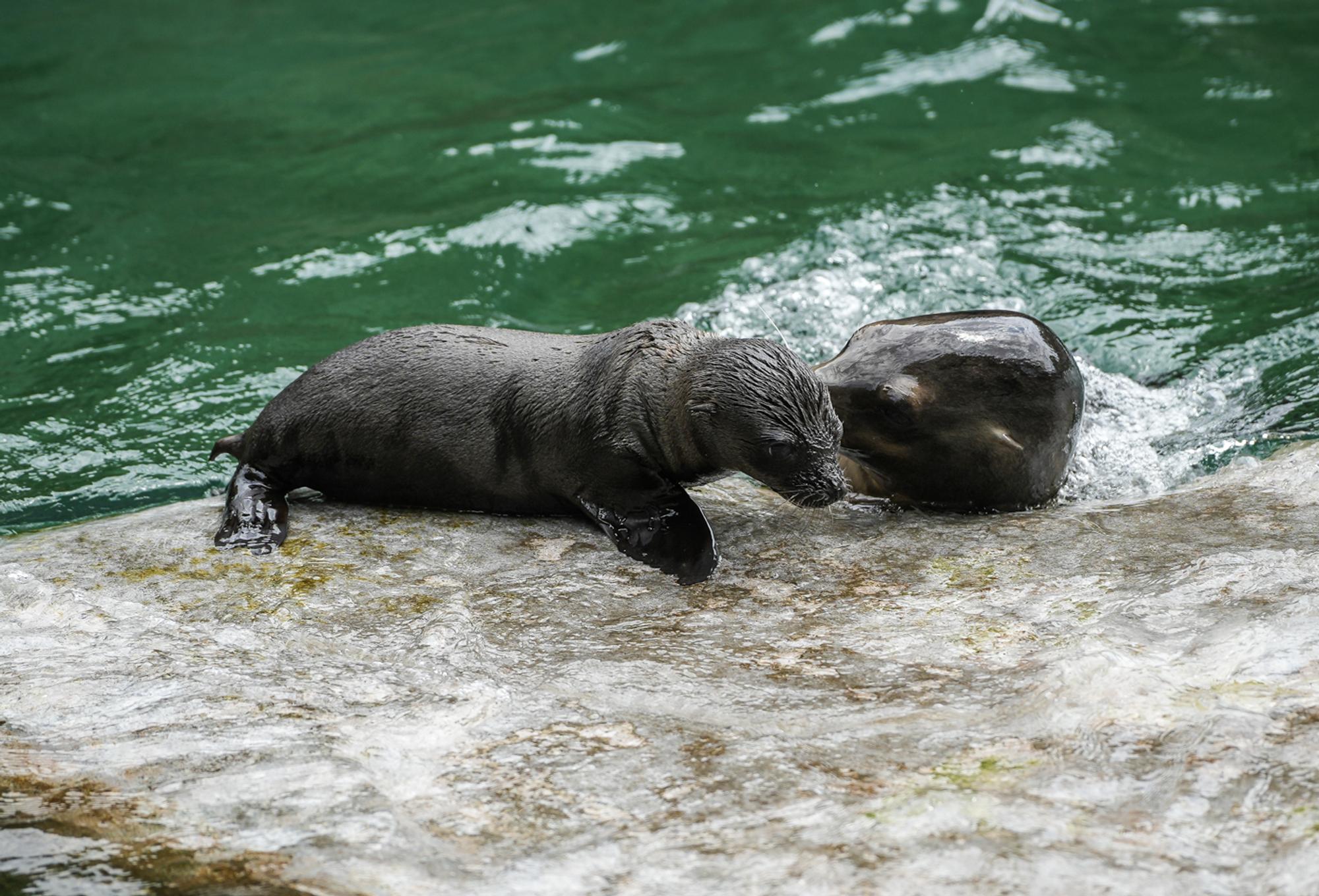 seelöwenbaby_kölnerzoo_3