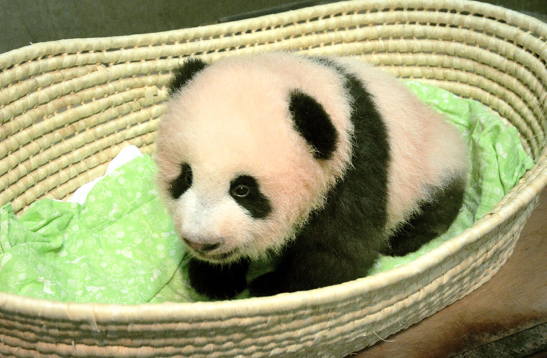 panda-japan