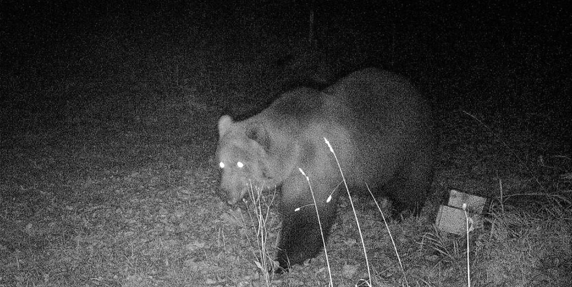 Bär Bayern dpa 231019