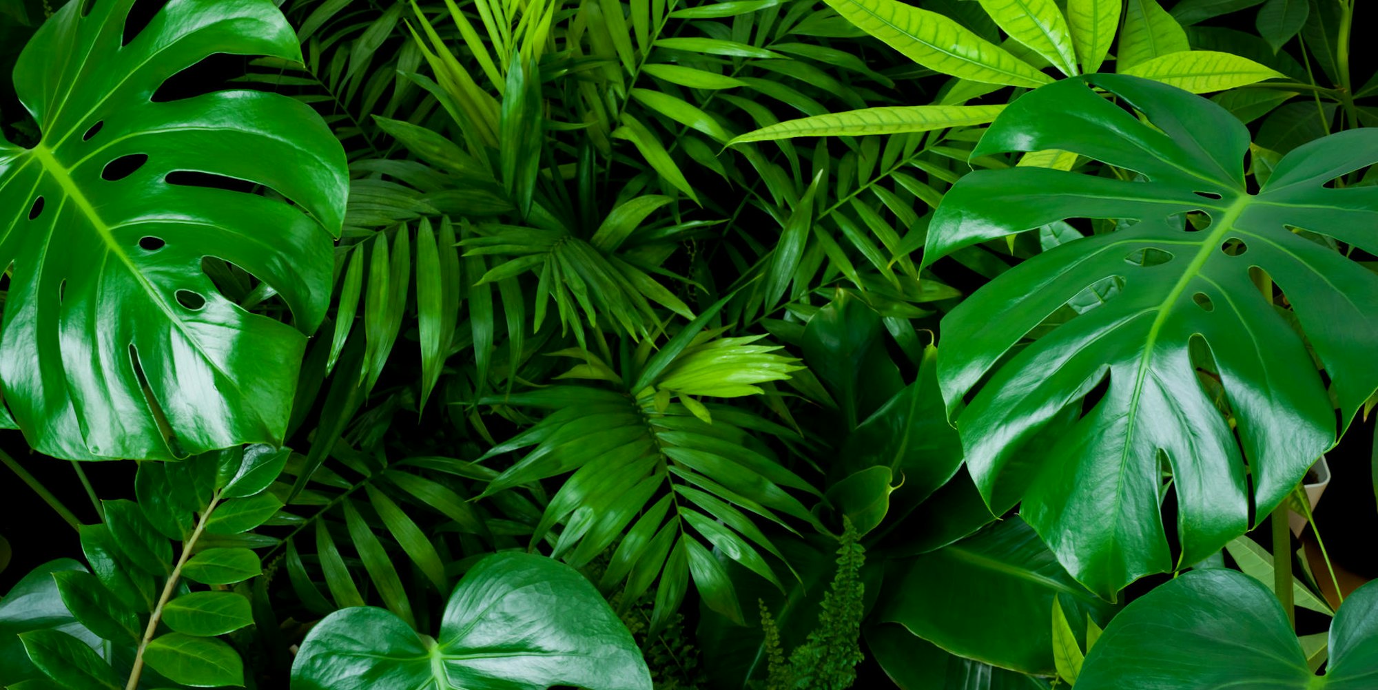 GettyImages-Grünpflanzen