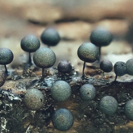 Blue Moon Station - Lamproderma sp