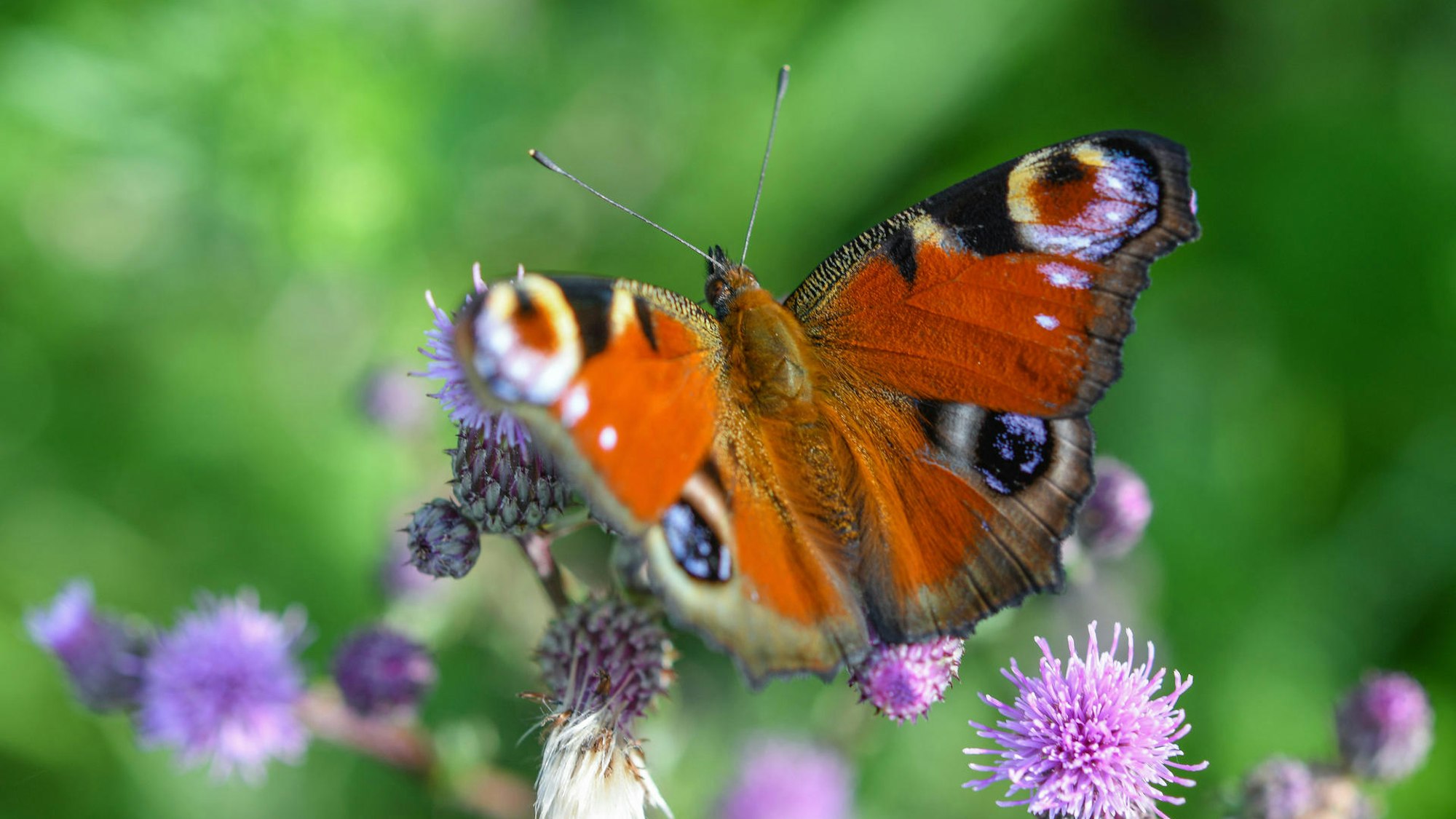 Ein Schmetterling sitzt auf einer lila Blüte