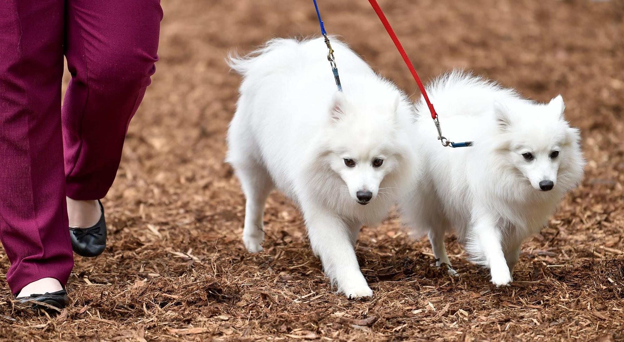 Hunde