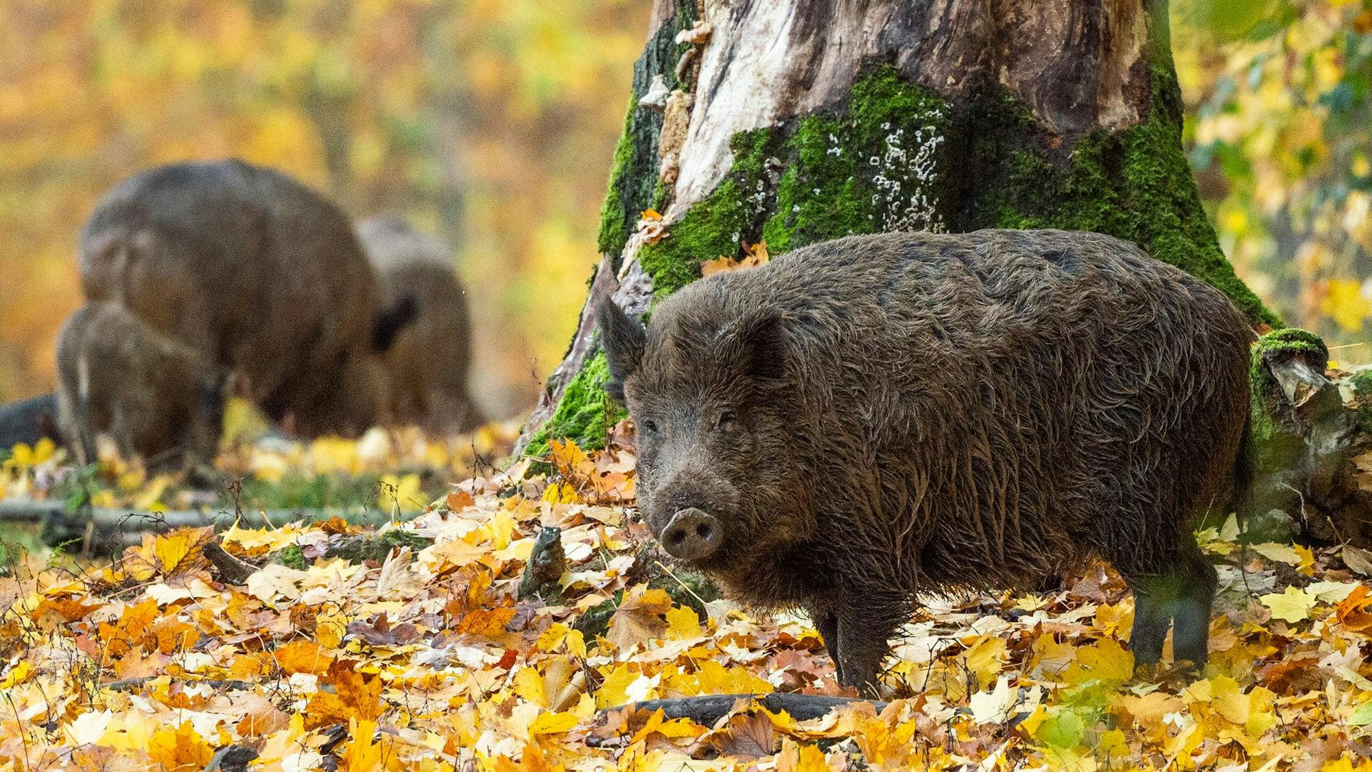 Mehrere Wildschweine stehen im Wald auf bunten Blättern.