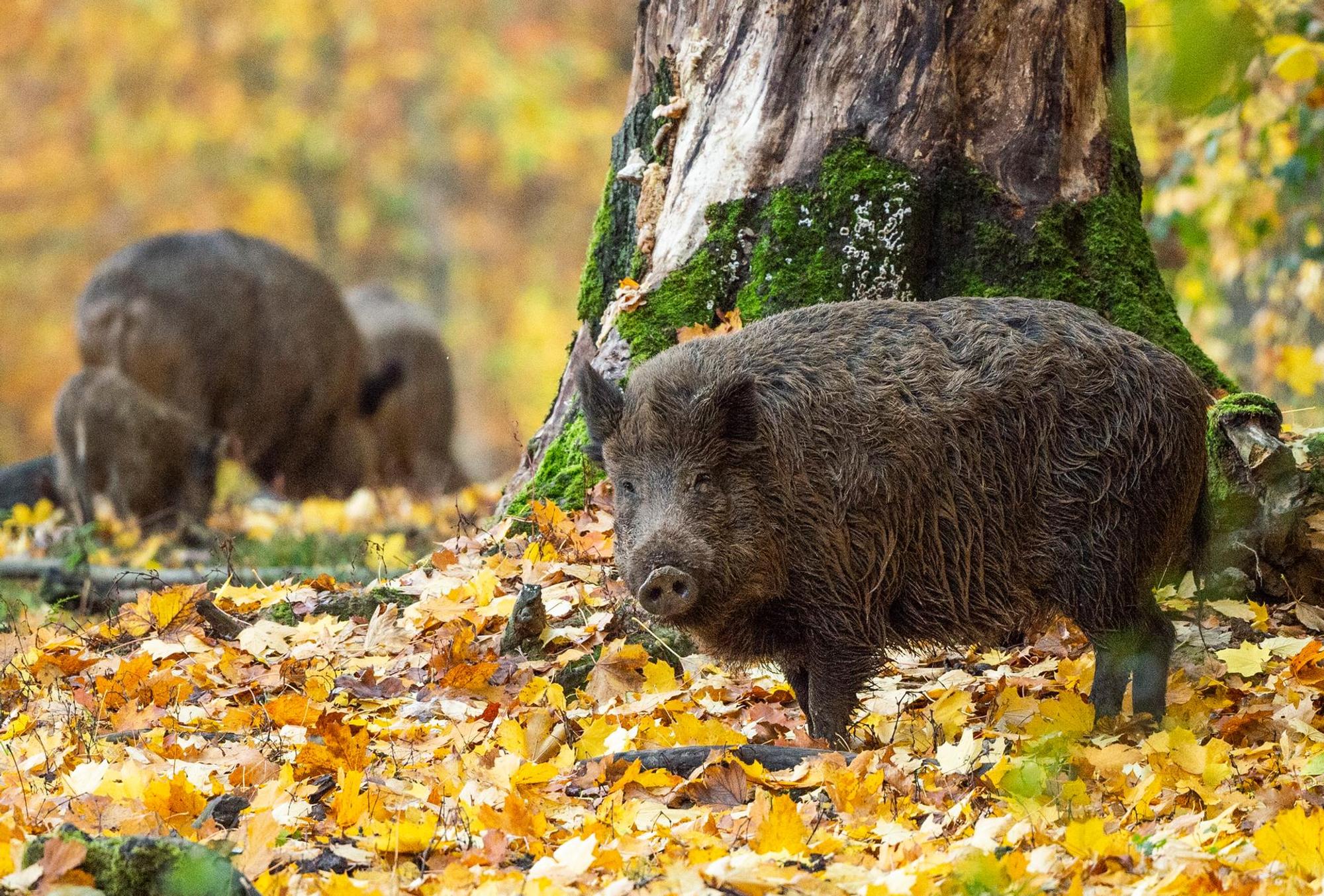 Wildschweine