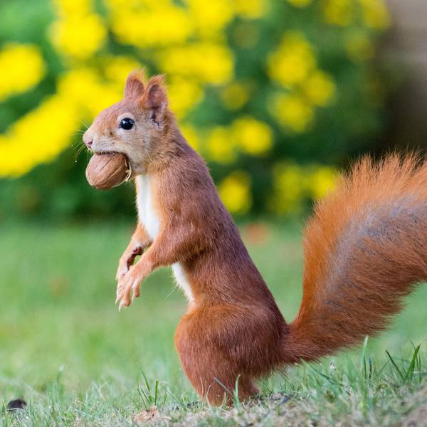 Eichhörnchen