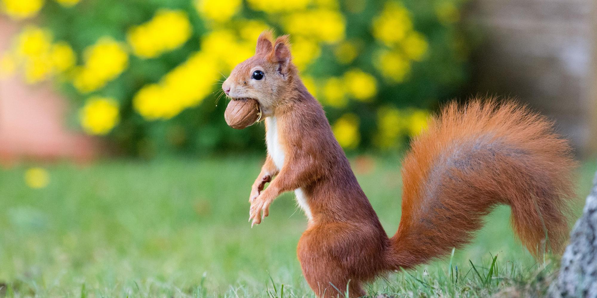 Eichhörnchen