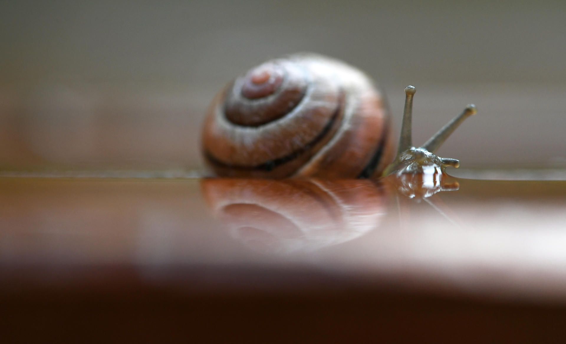 Schnecke