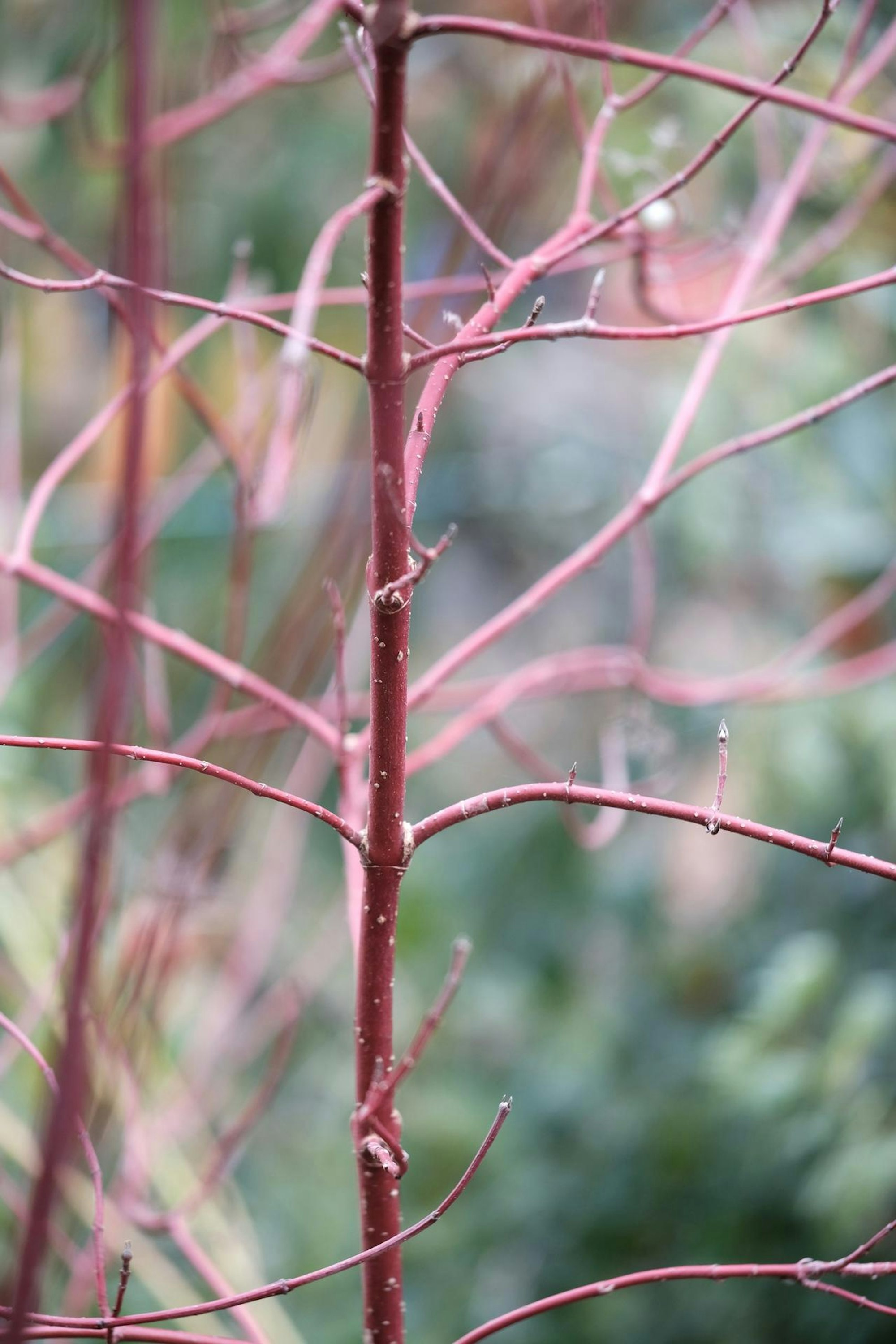 Gartenkalender Dezember 4