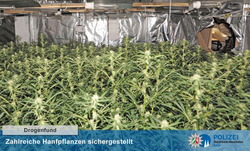 hanfpflanzen-sichergestellt