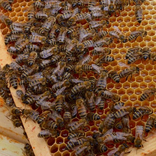 Troisdorfbienen