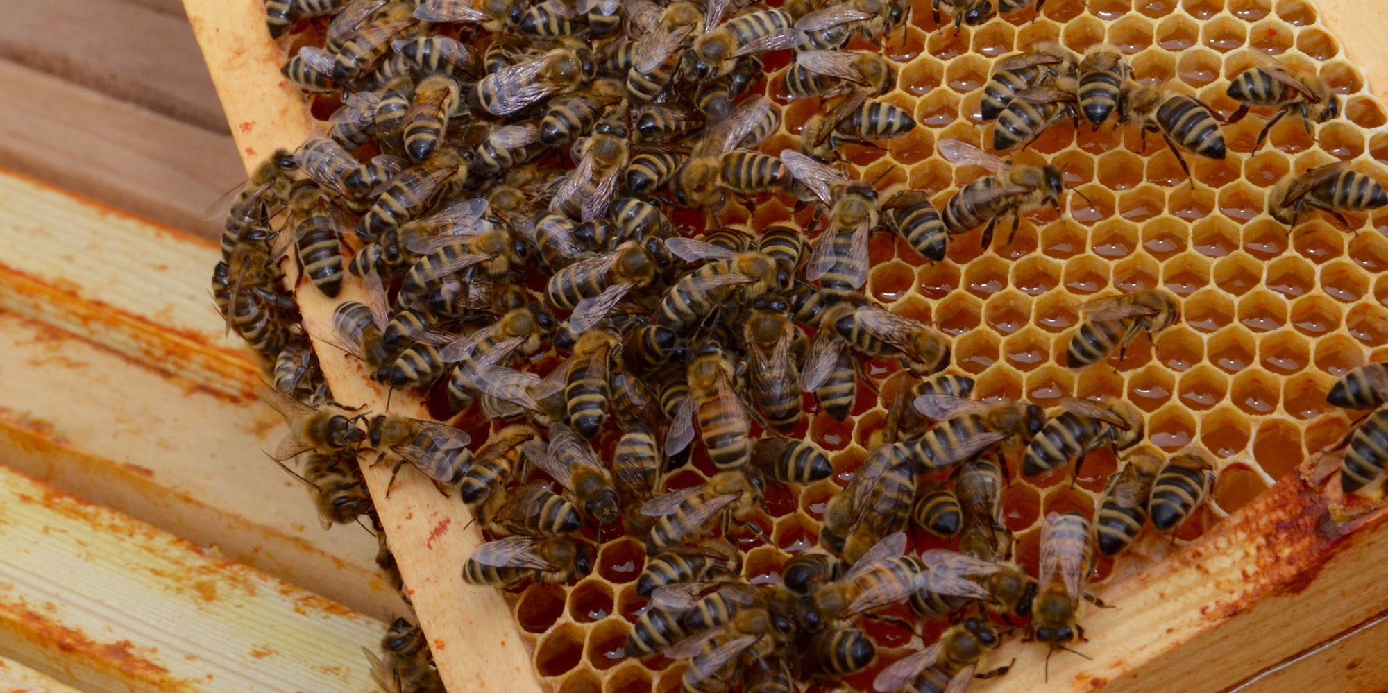 Troisdorfbienen
