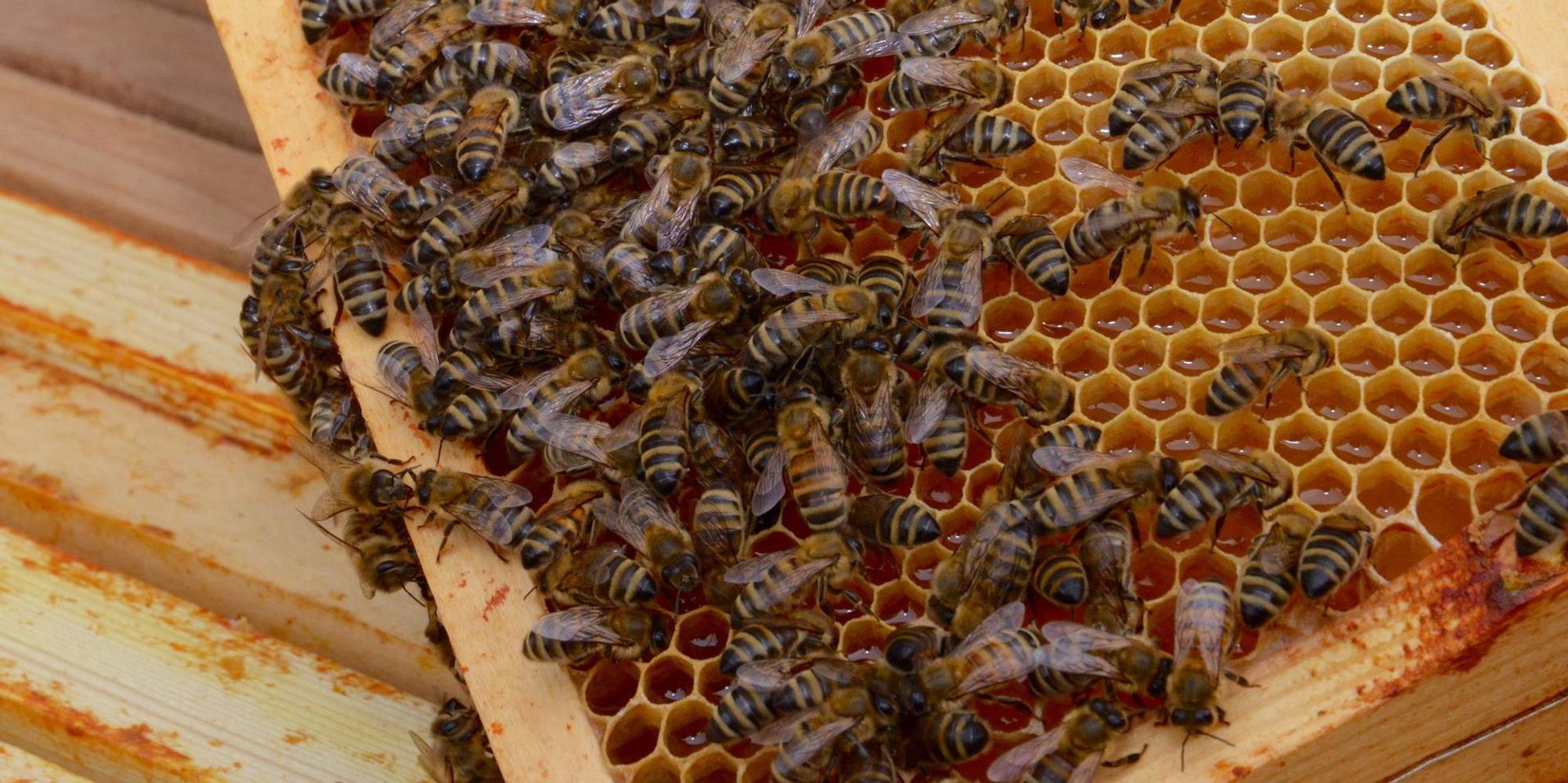 Troisdorfbienen
