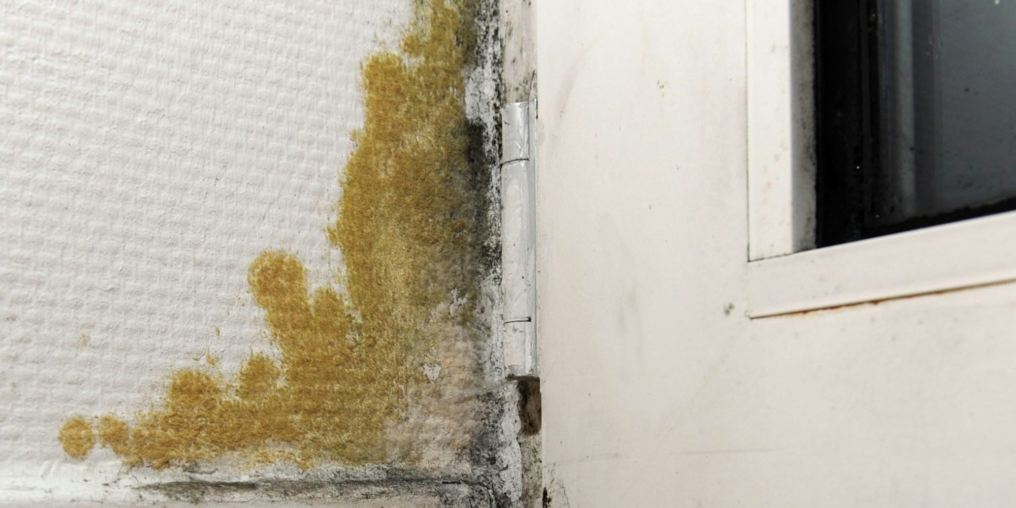 Schimmel an der Wand