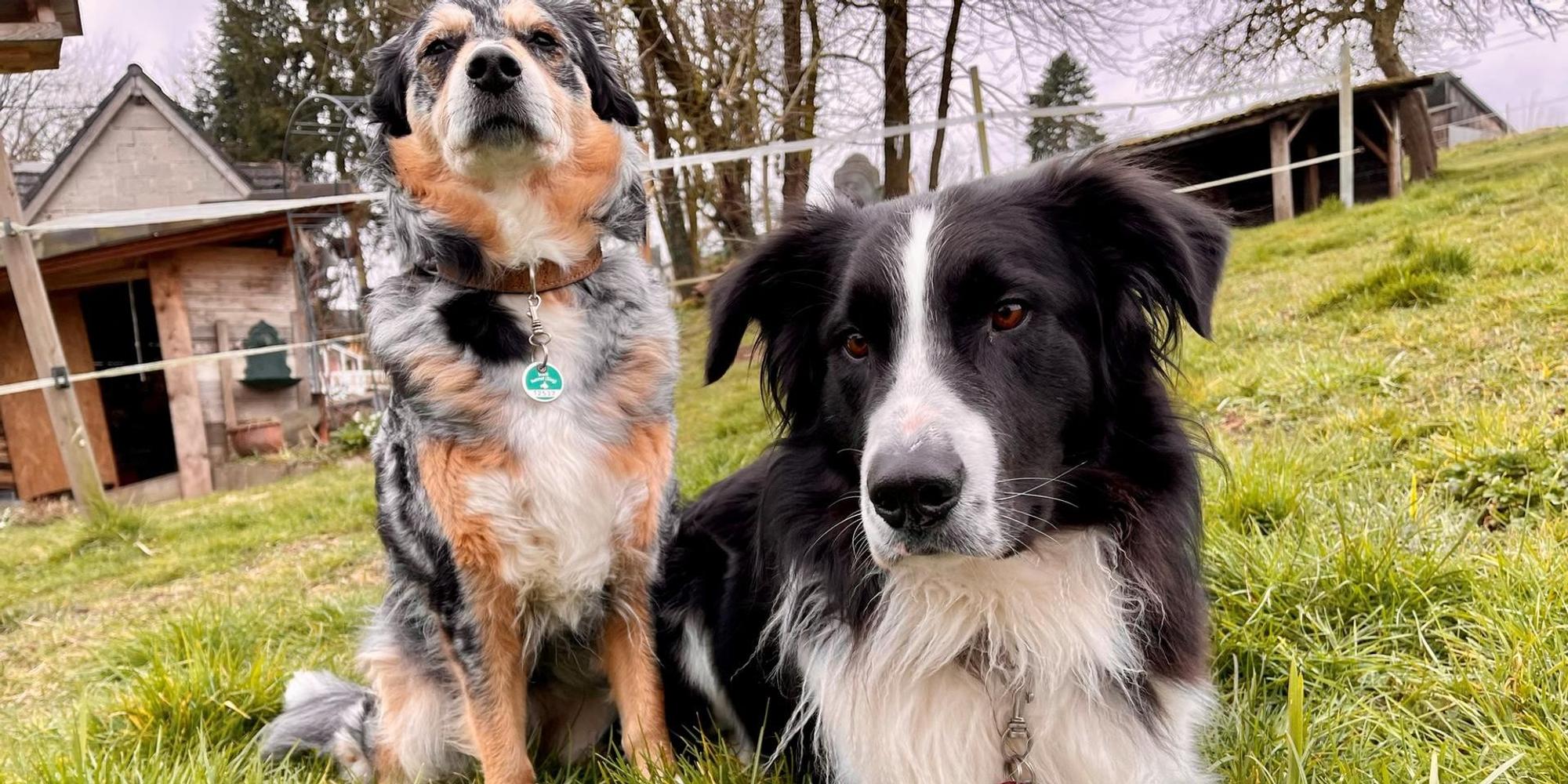 Hunde_Symbol