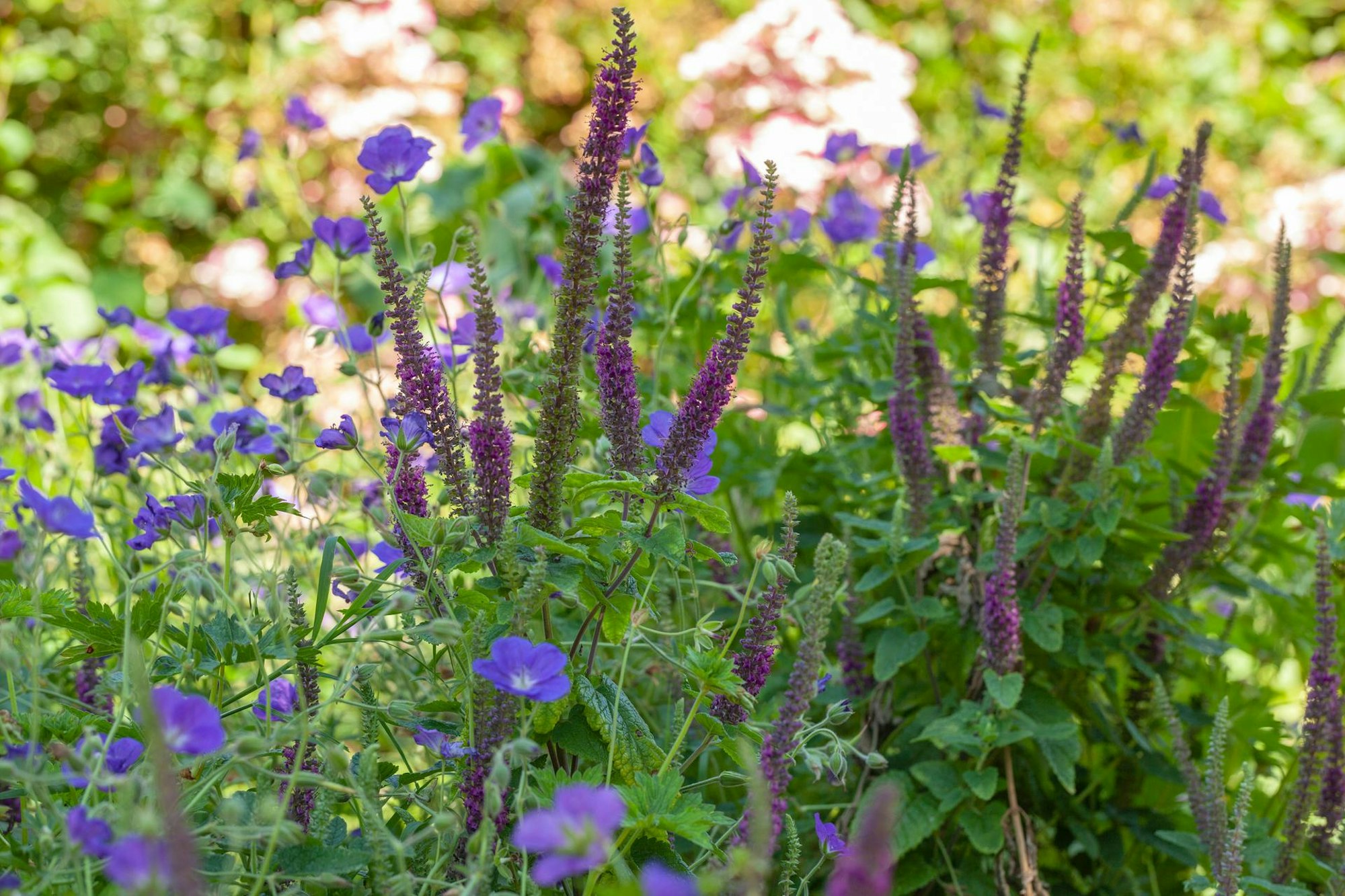 Klimawandel-Artikel Lepple_Garten-ohne-Gießen_9783818612283_Lepple_Annette_S47